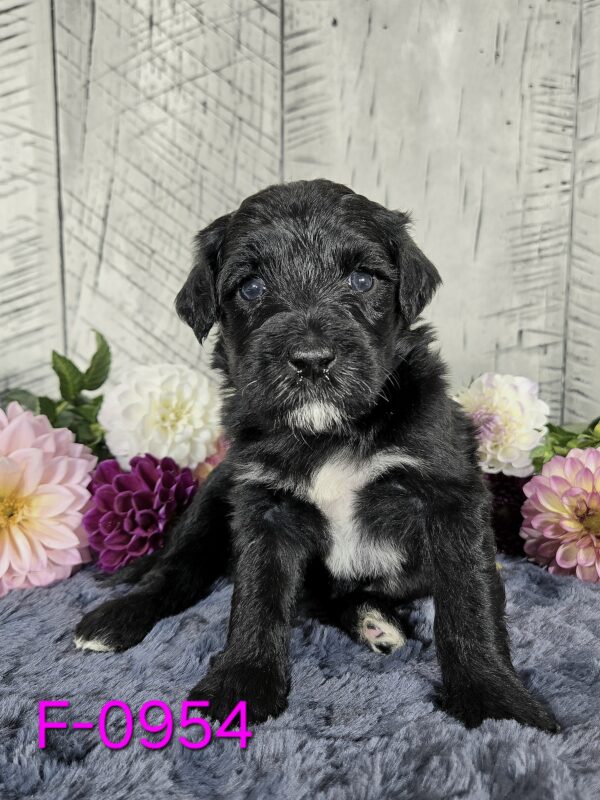 Hazel's Sept '25 Litter - Image 8