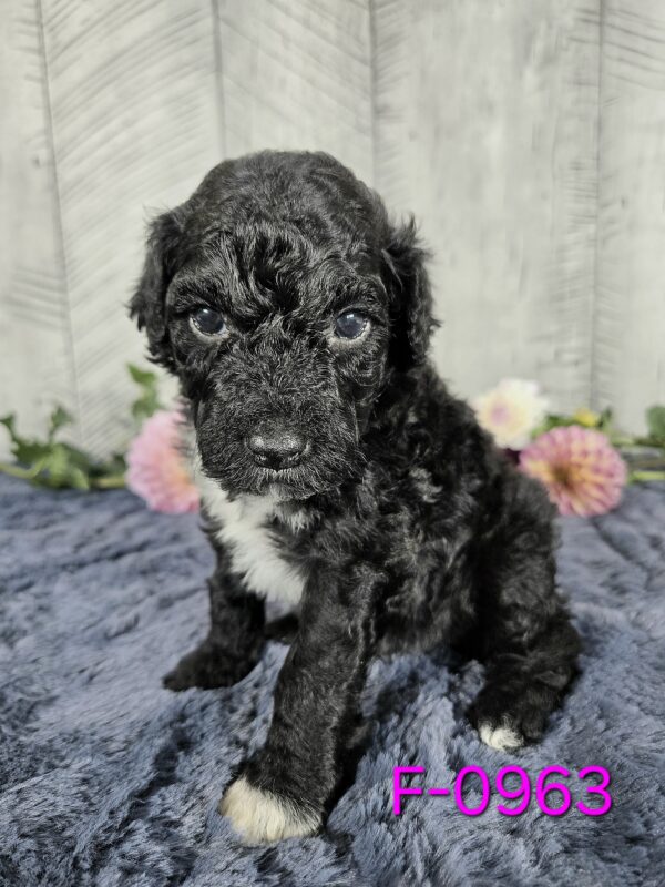 Hazel's Sept '25 Litter - Image 7