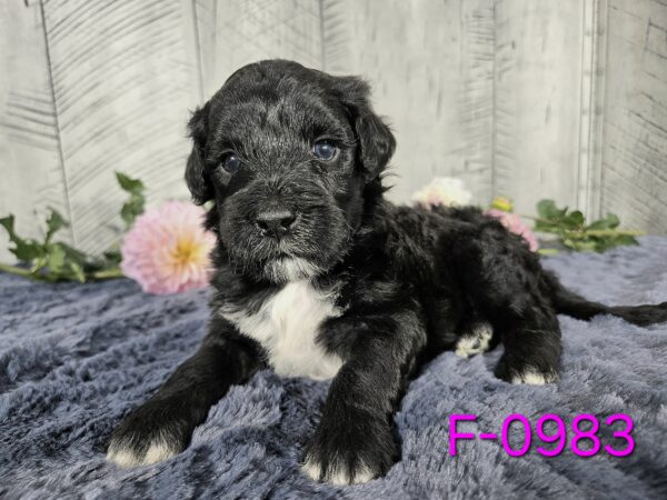 Hazel's Sept '25 Litter - Image 5