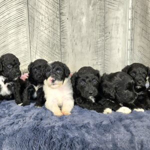 Hazel's Sept '25 Litter