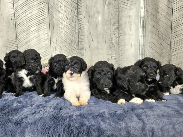 Hazel's Sept '25 Litter