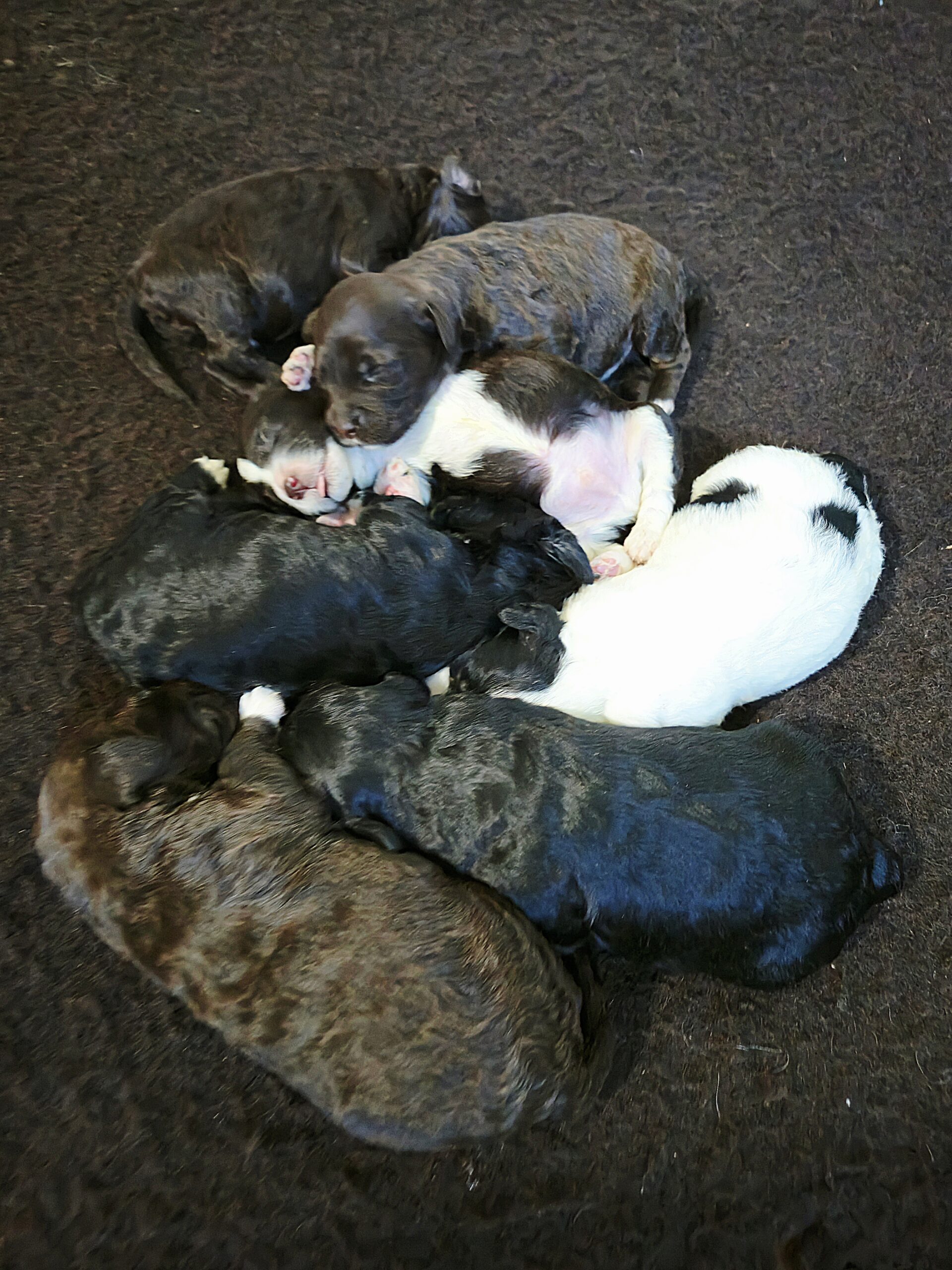 Daisy's October '25 litter