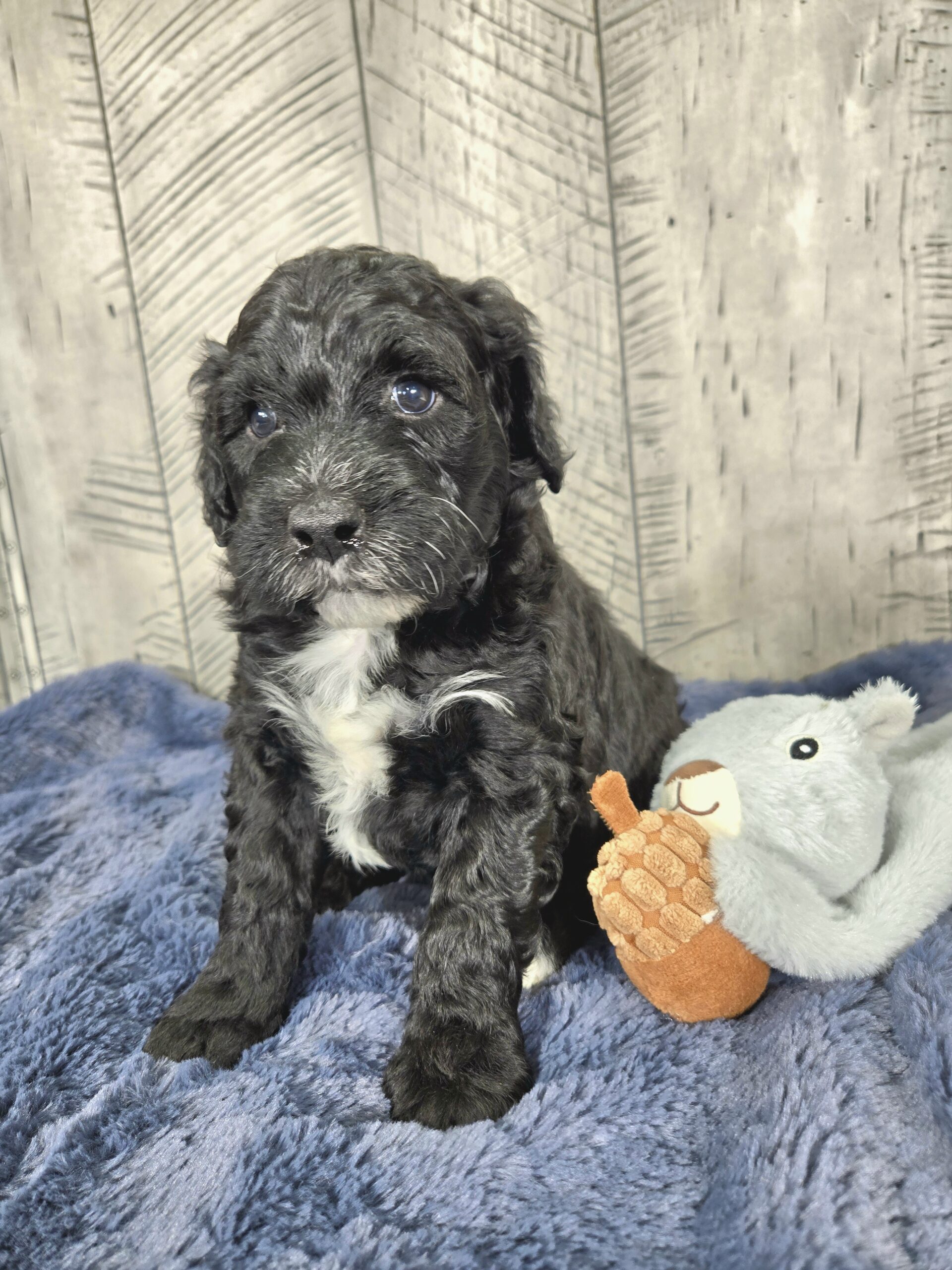 Daisy's October '25 litter - Image 3