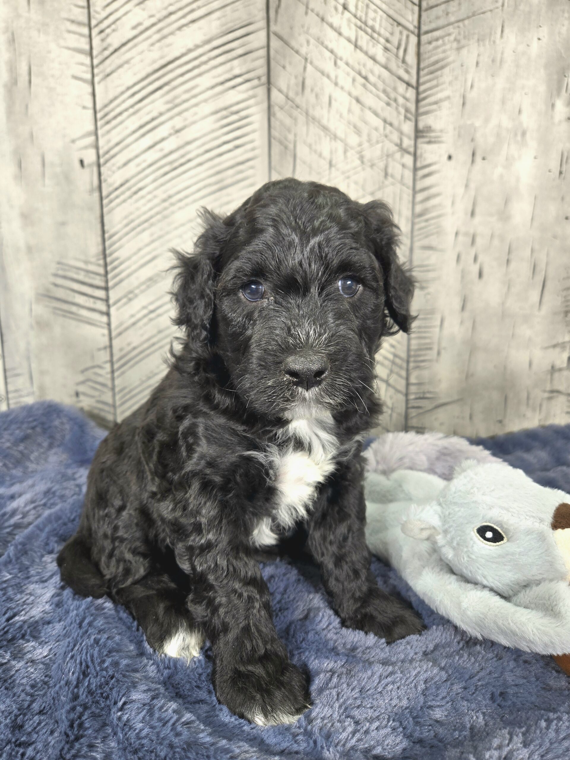 Daisy's October '25 litter - Image 2