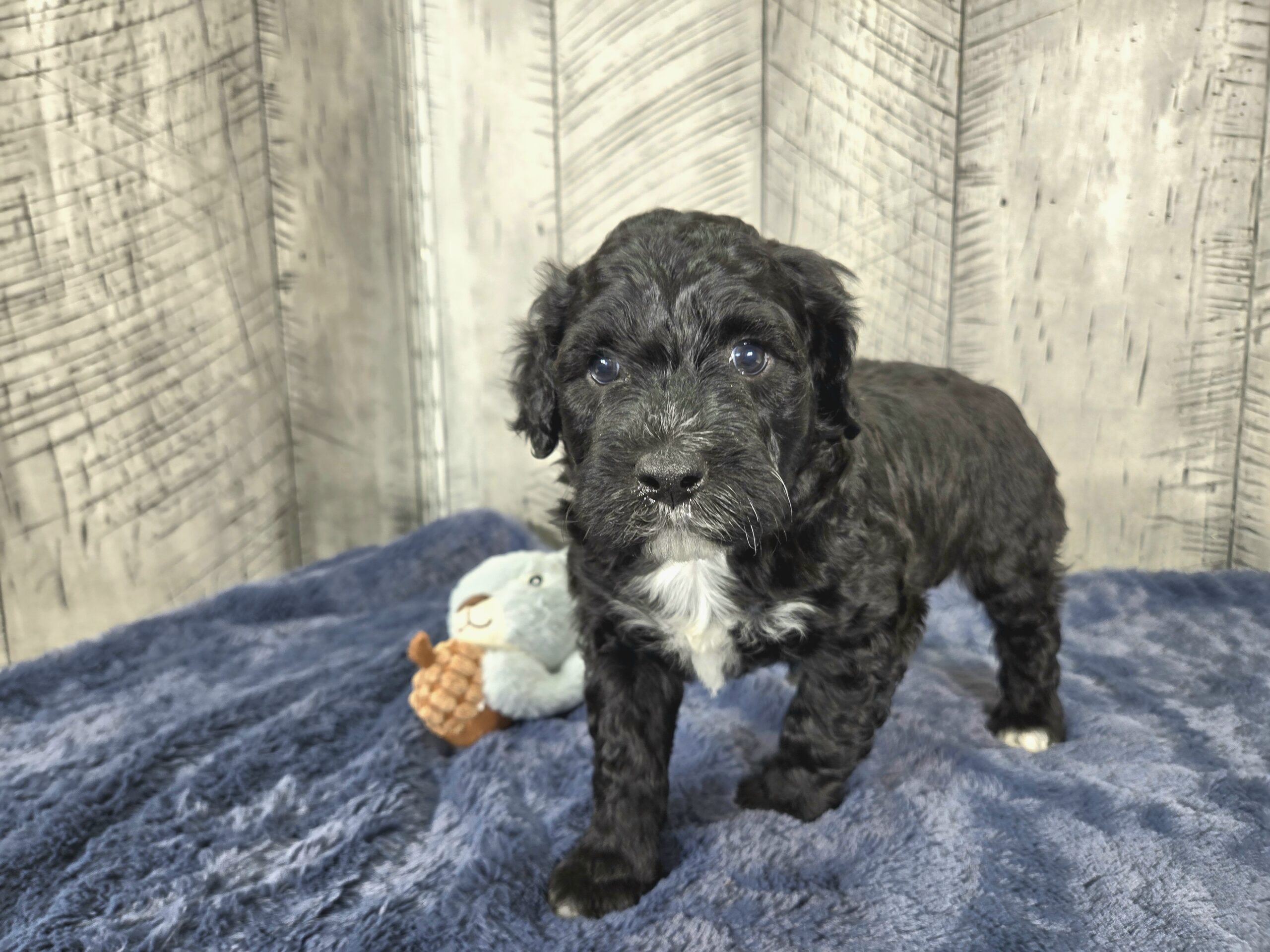 Daisy's October '25 litter - Image 4