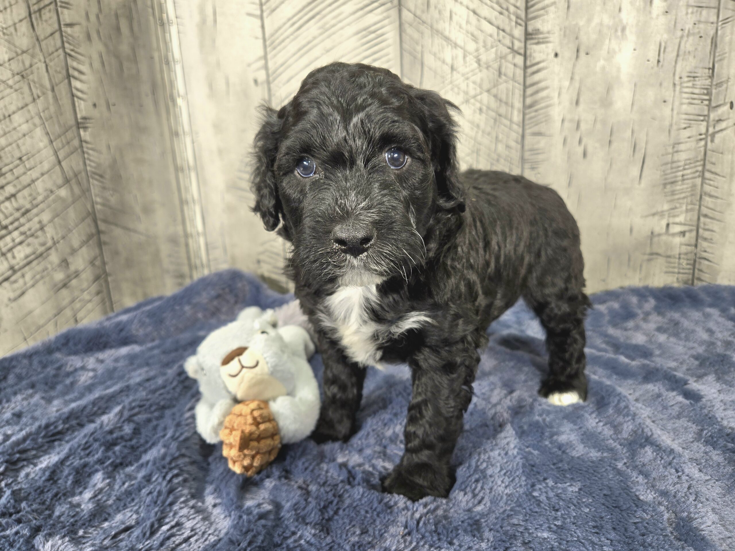 Daisy's October '25 litter - Image 7