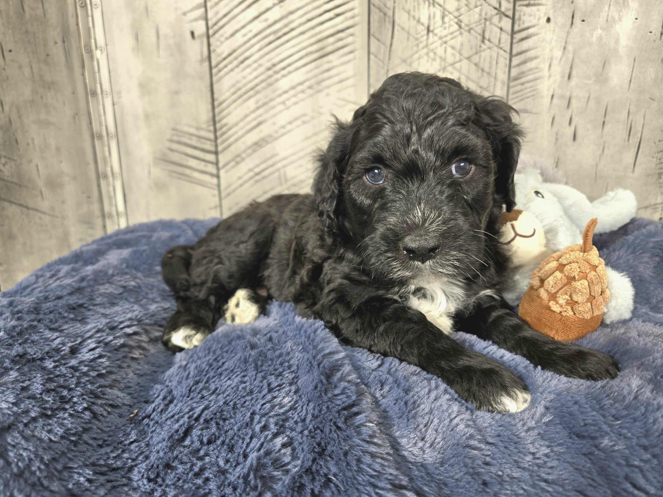 Daisy's October '25 litter - Image 5