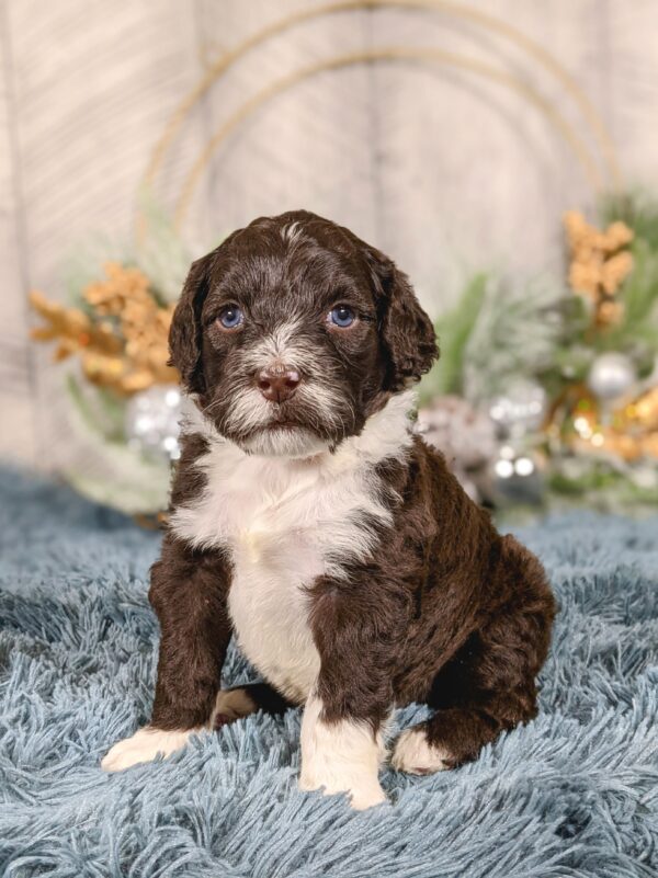 Rainie's October '25 Litter - Image 2