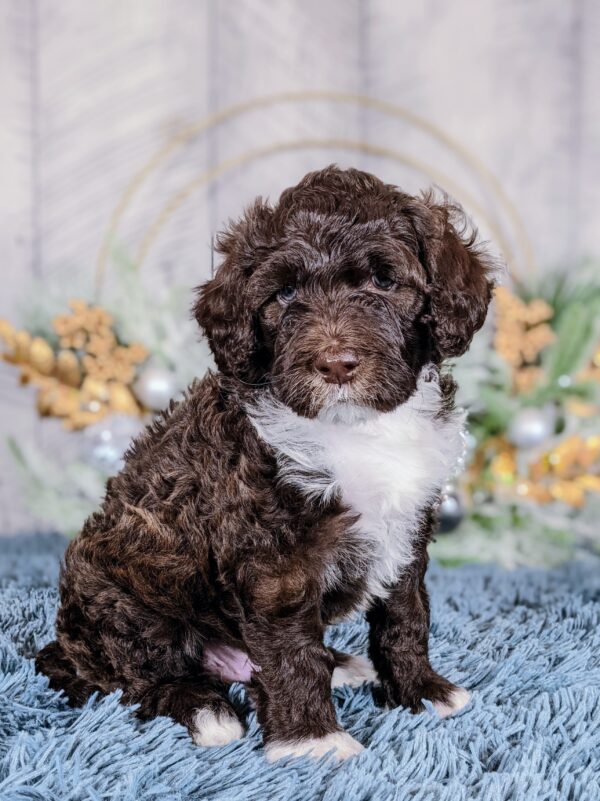 Rainie's October '25 Litter - Image 5