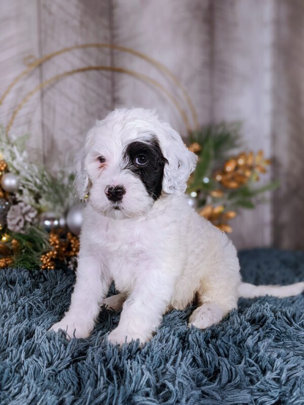 Rainie's October '25 Litter - Image 9