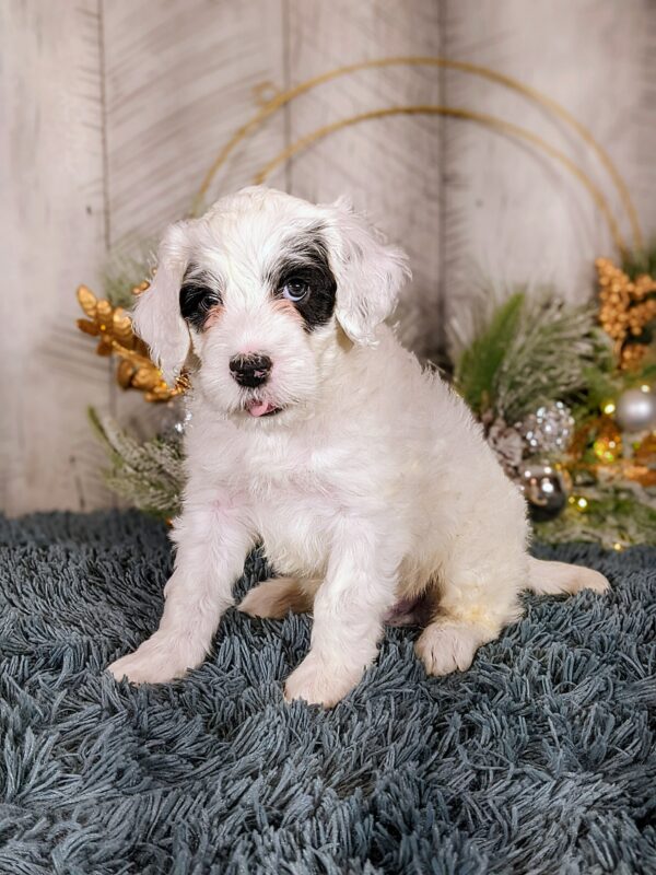 Rainie's October '25 Litter - Image 8