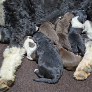 Daisy's October '25 litter