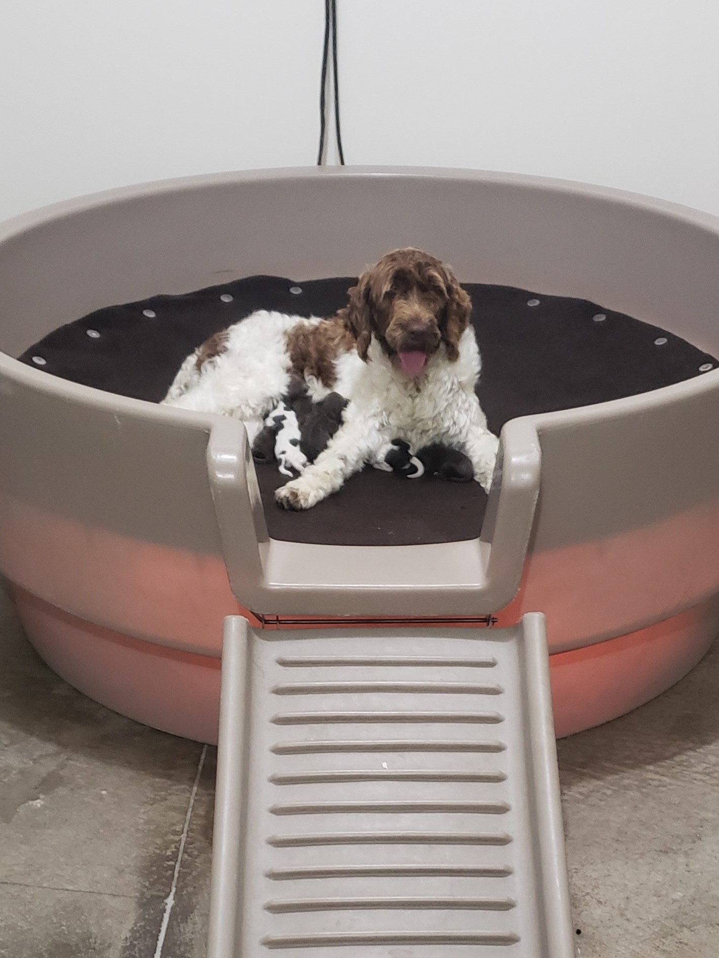 Samantha's January '26 Litter