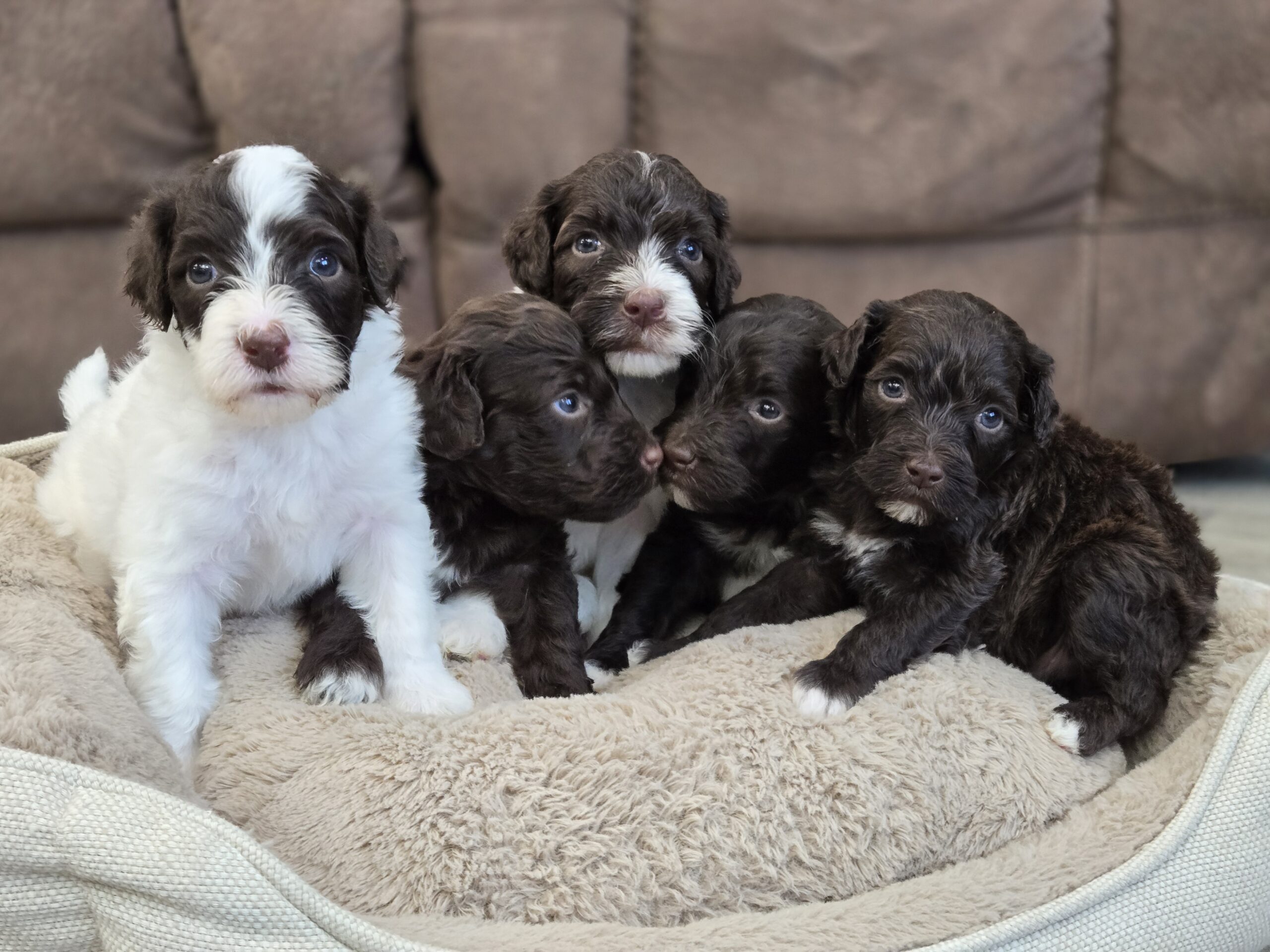 Samantha's January '26 Litter - Image 2