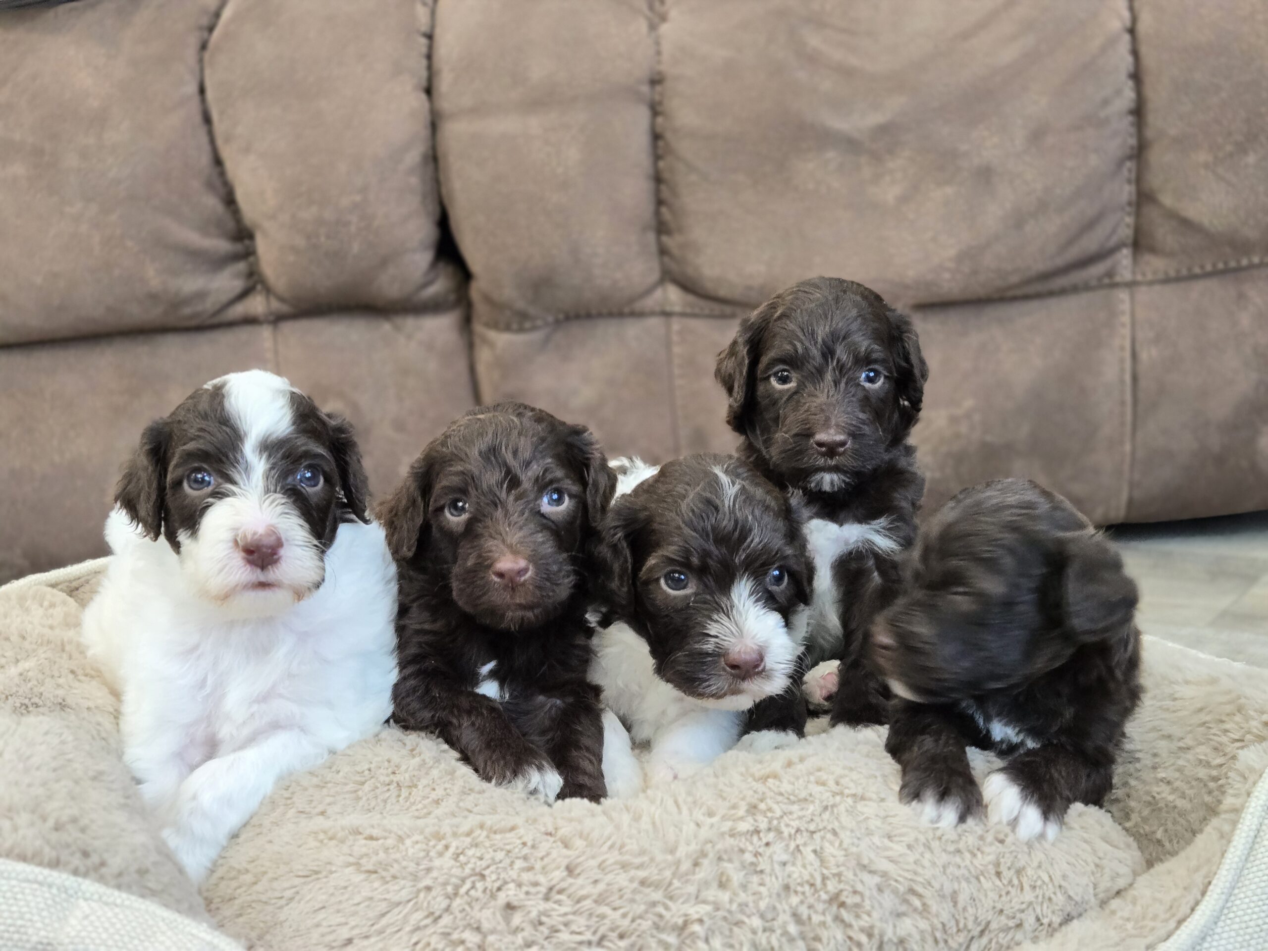 Samantha's January '26 Litter - Image 9