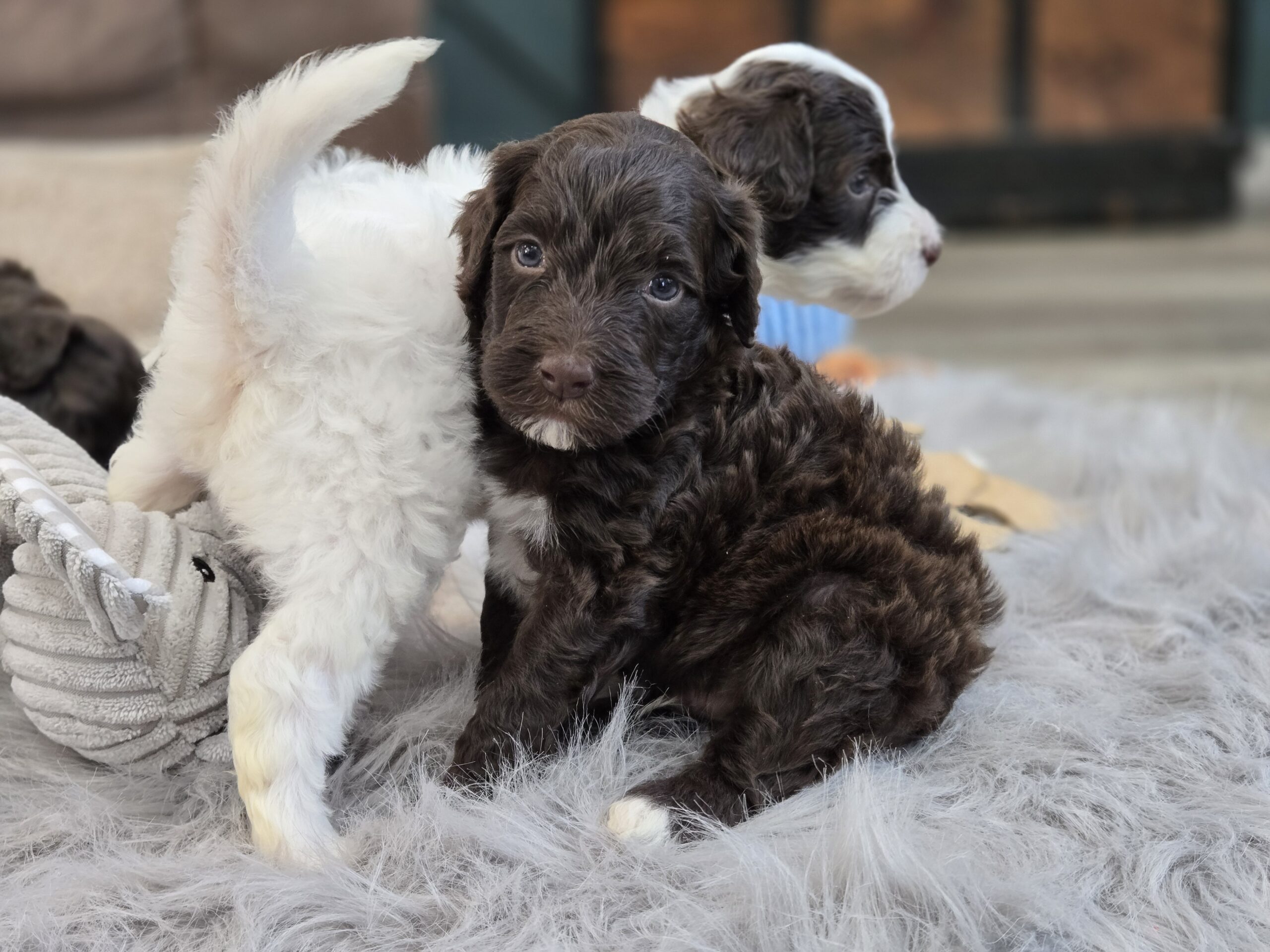 Samantha's January '26 Litter - Image 8