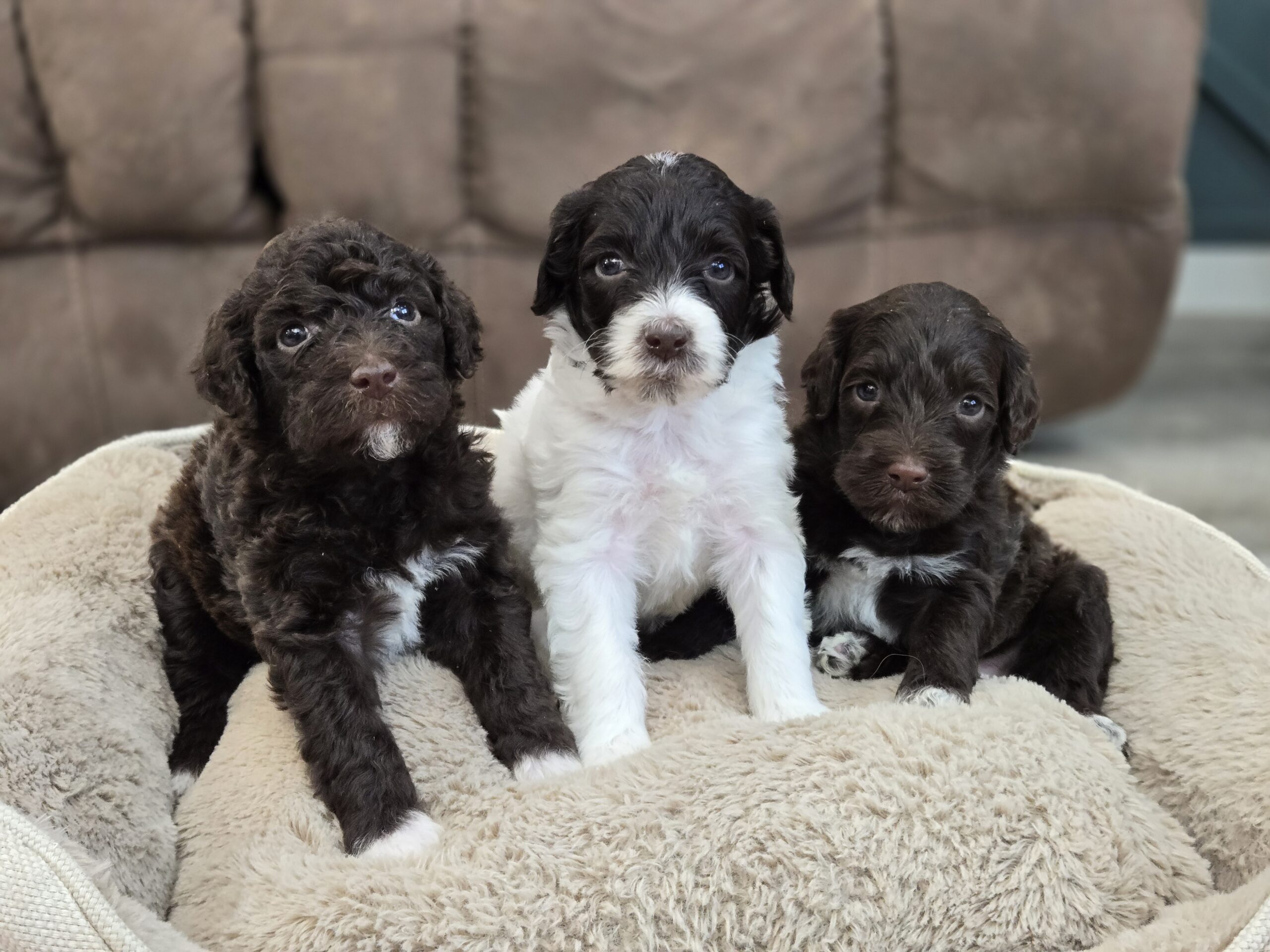 Samantha's January '26 Litter - Image 3