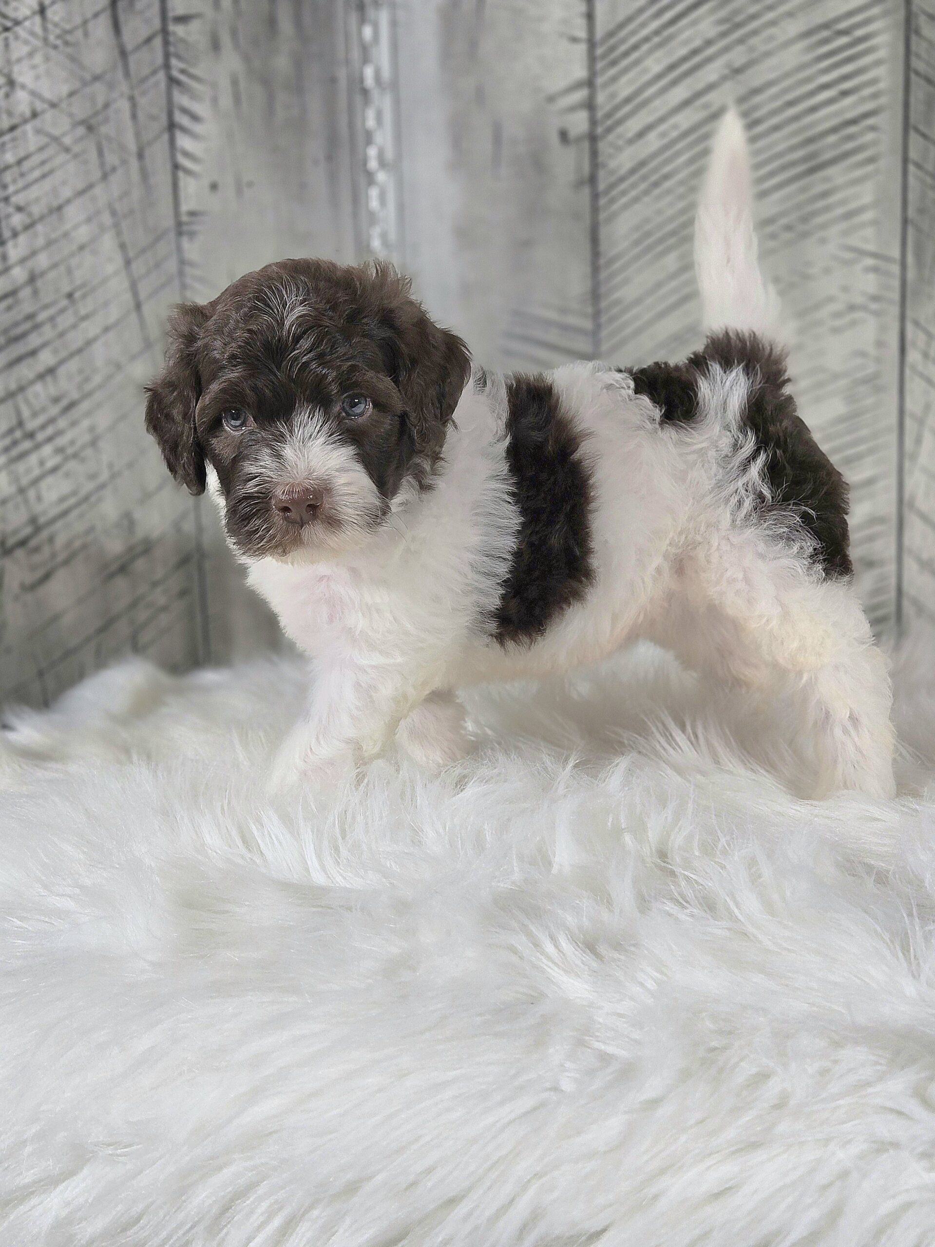 Samantha's January '26 Litter - Image 10