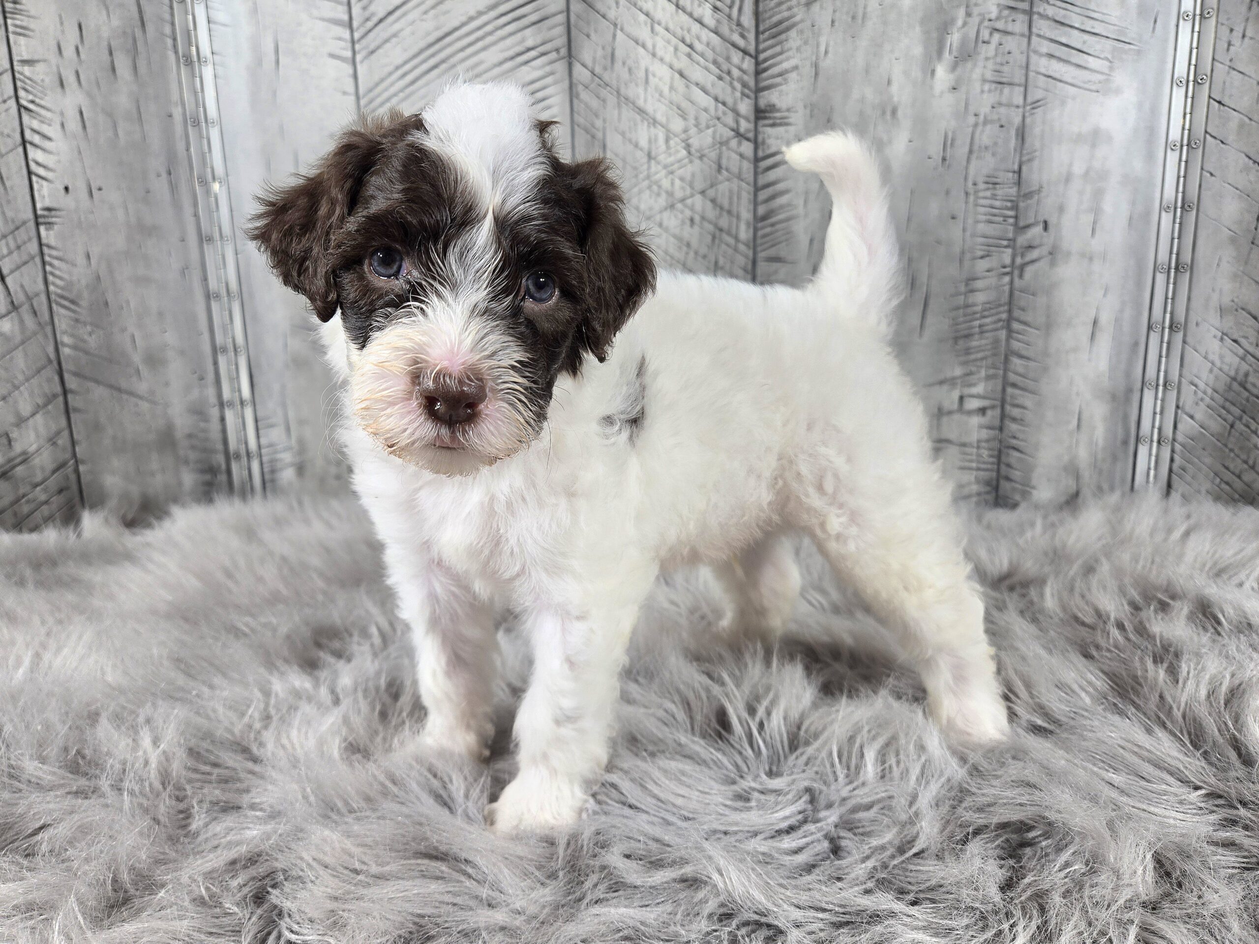 Samantha's January '26 Litter - Image 7