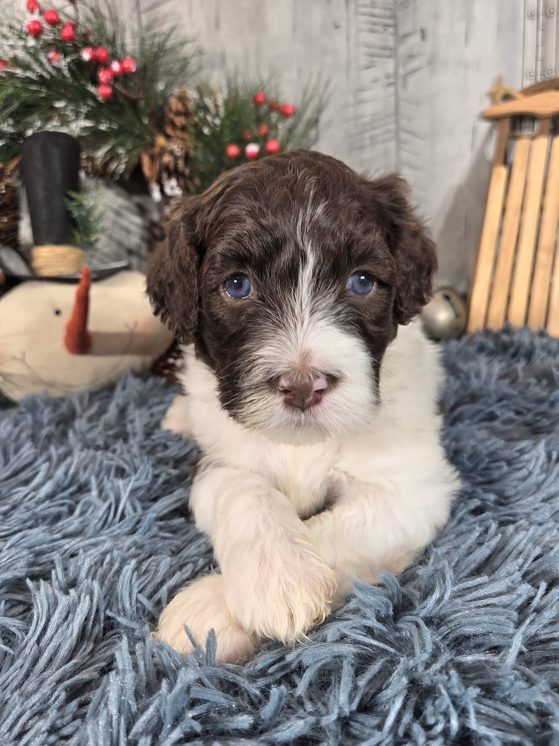 Chloe's January '26 Litter - Image 8