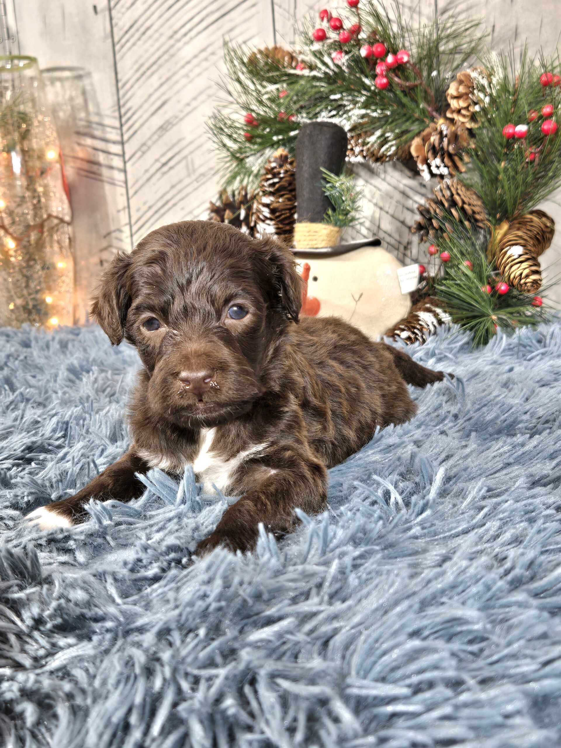 Chloe's January '26 Litter - Image 10