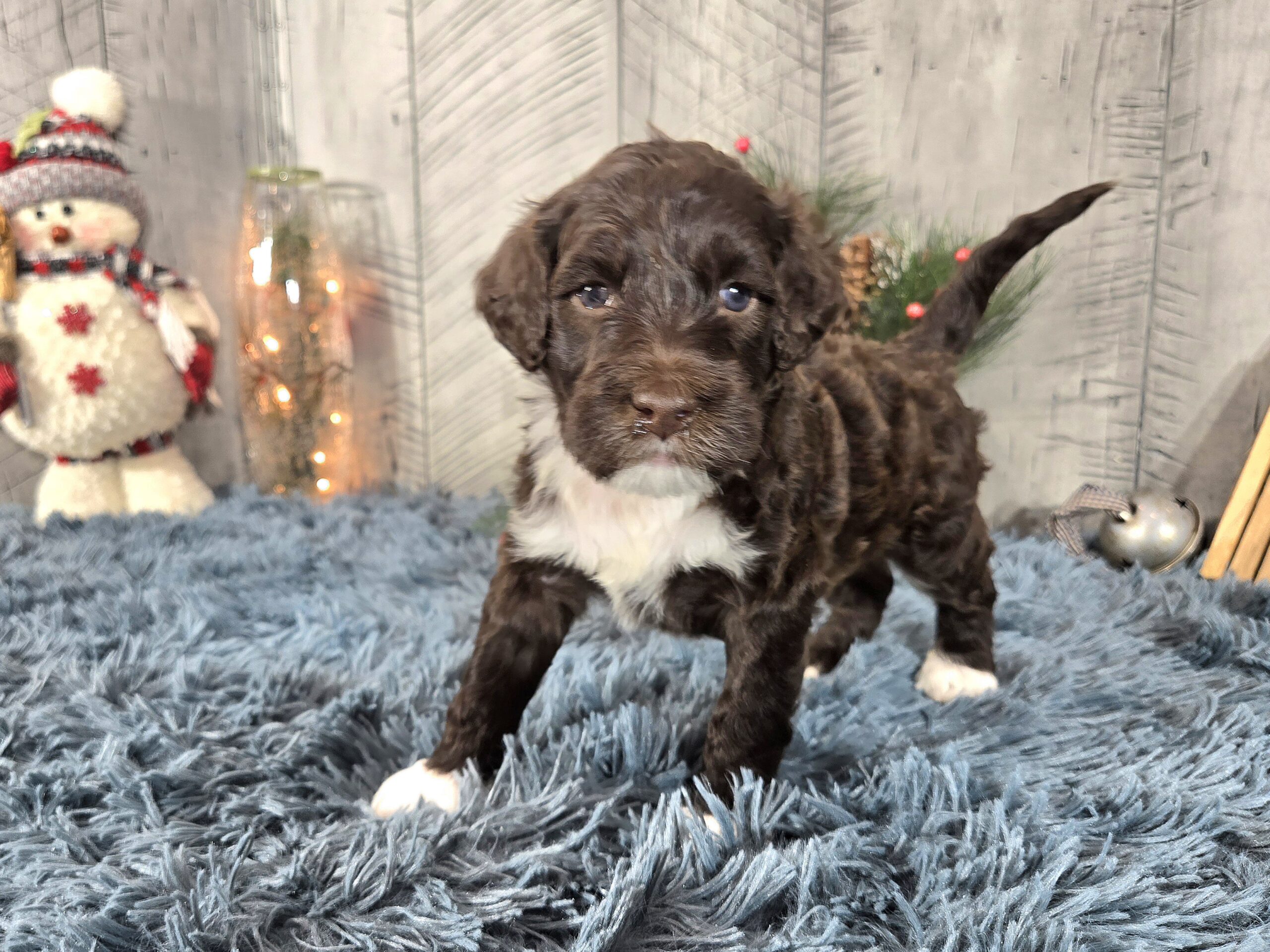 Chloe's January '26 Litter - Image 7