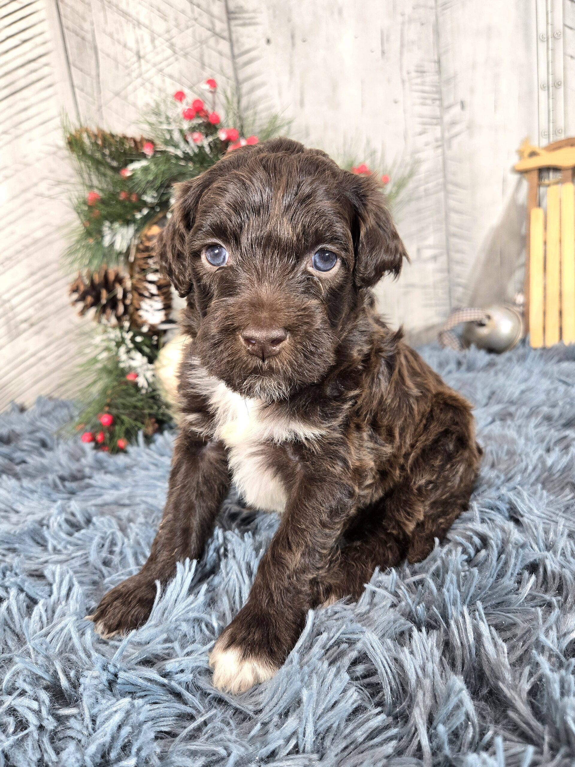 Chloe's January '26 Litter - Image 4