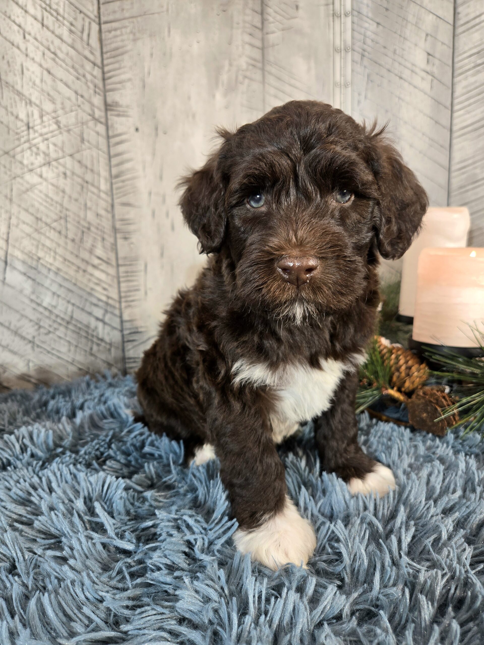 Chloe's January '26 Litter - Image 6