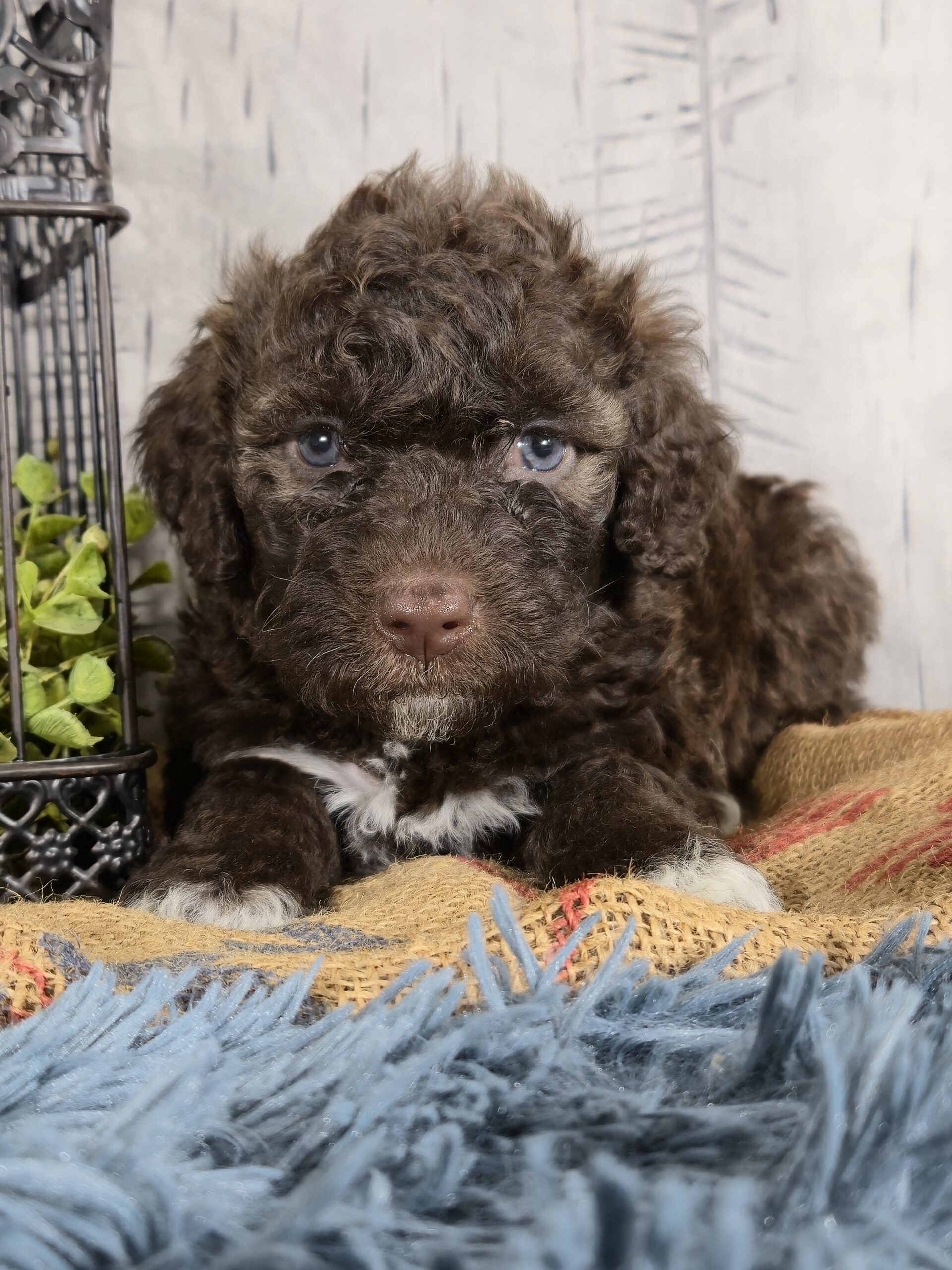 Samantha's January '26 Litter - Image 6