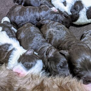 Chloe's January '26 Litter