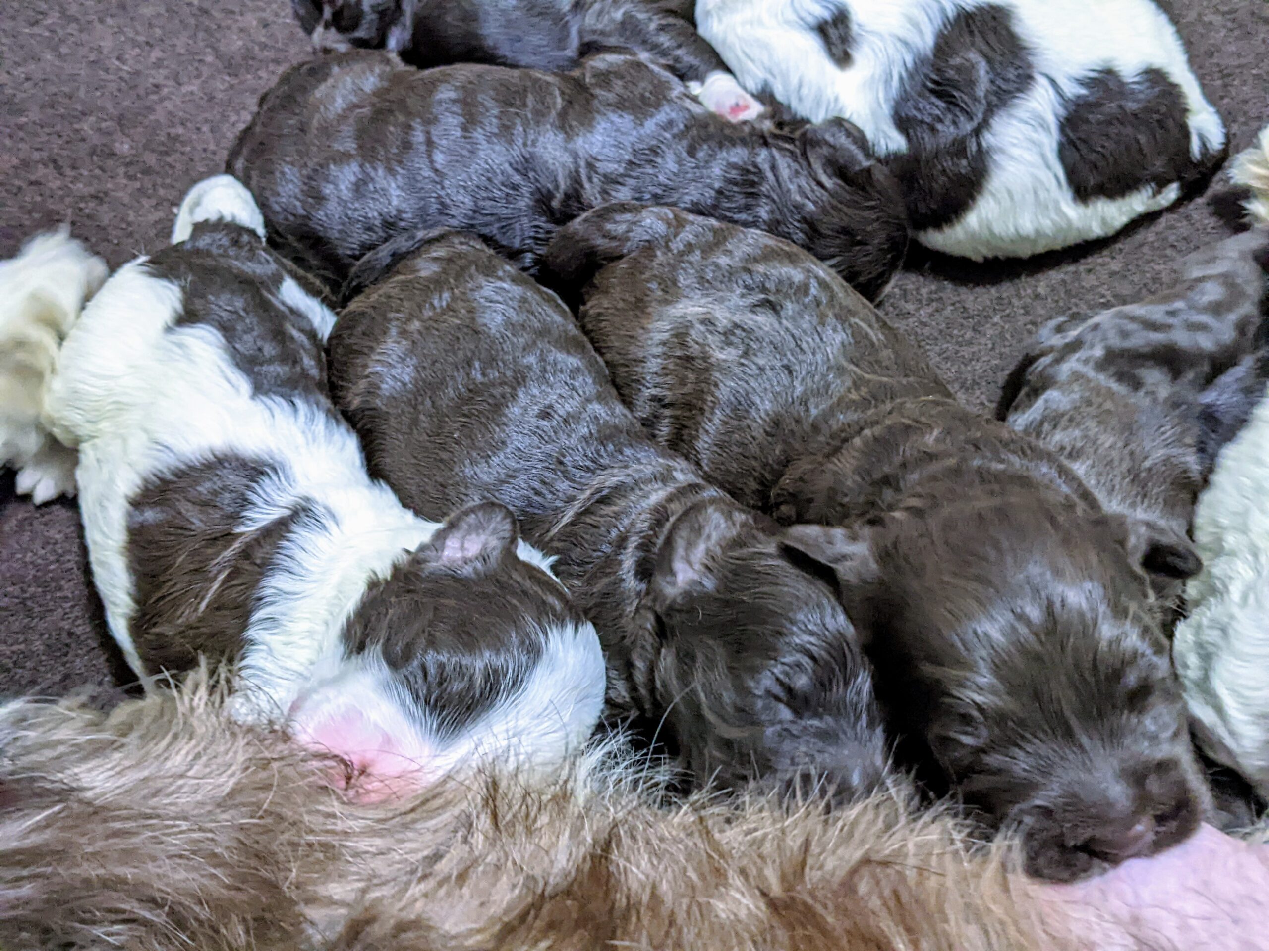 Chloe's January '26 Litter