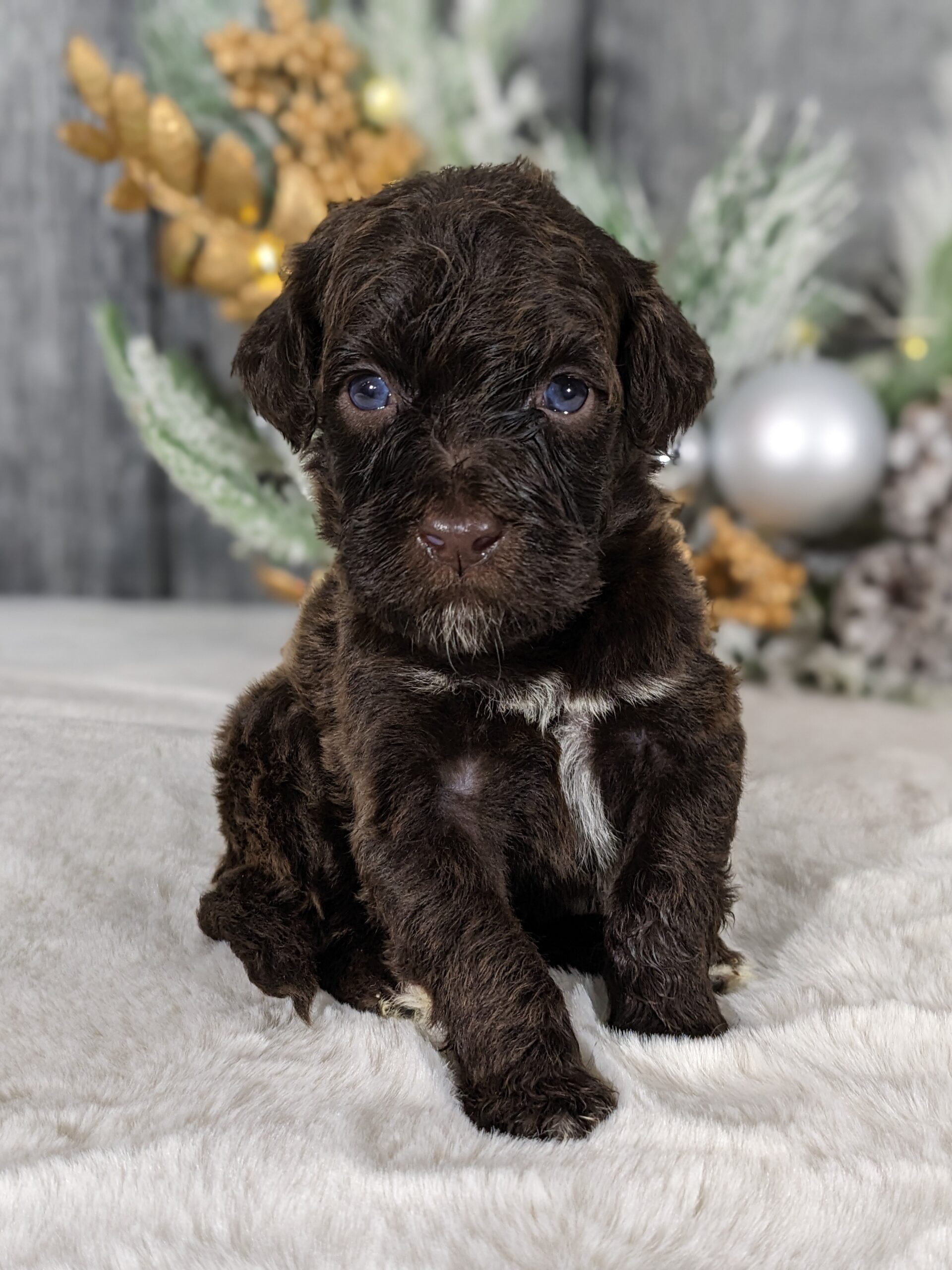 Chloe's January '26 Litter - Image 12