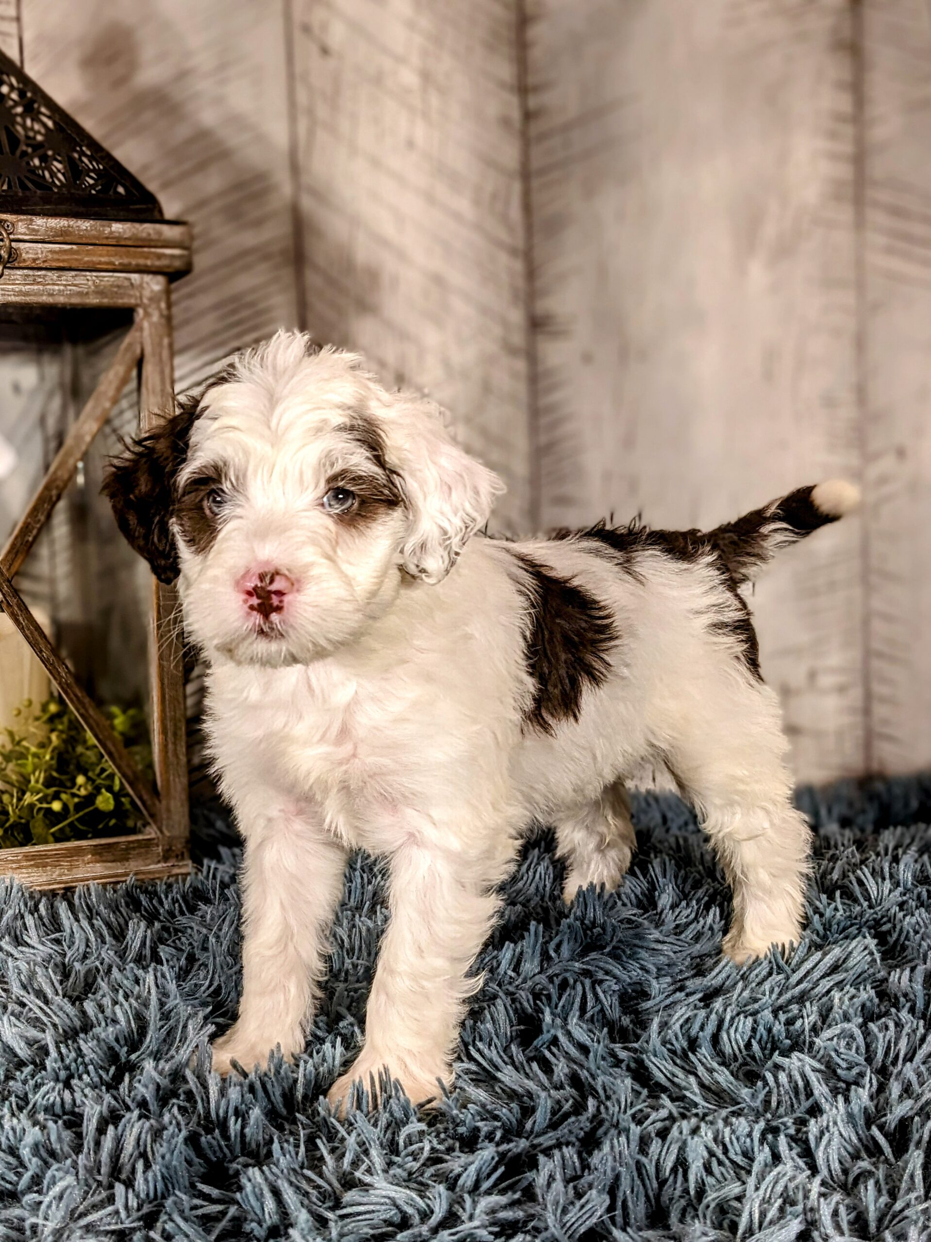 Chloe's January '26 Litter - Image 11