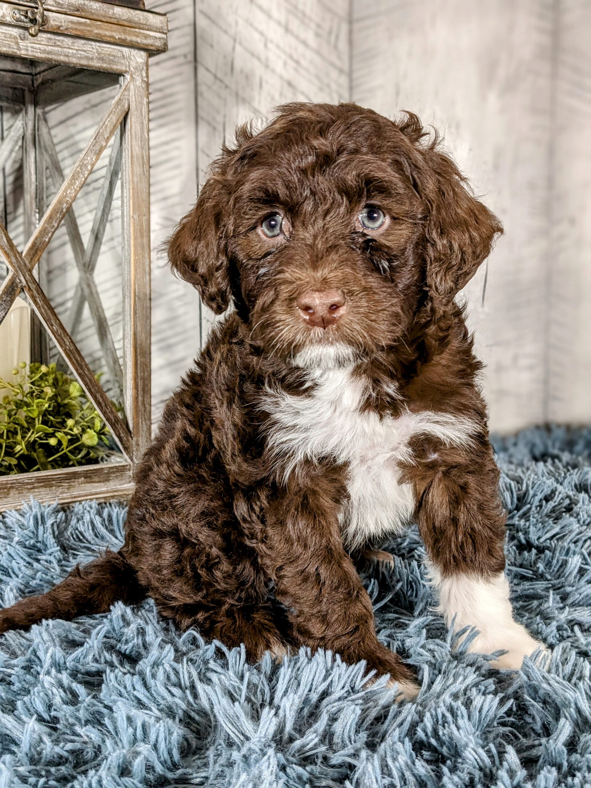 Chloe's January '26 Litter - Image 14