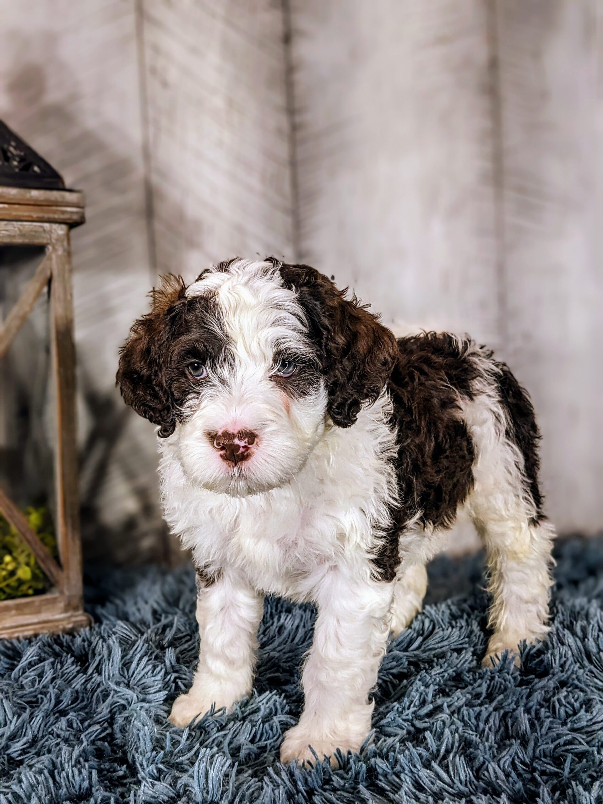 Chloe's January '26 Litter - Image 15