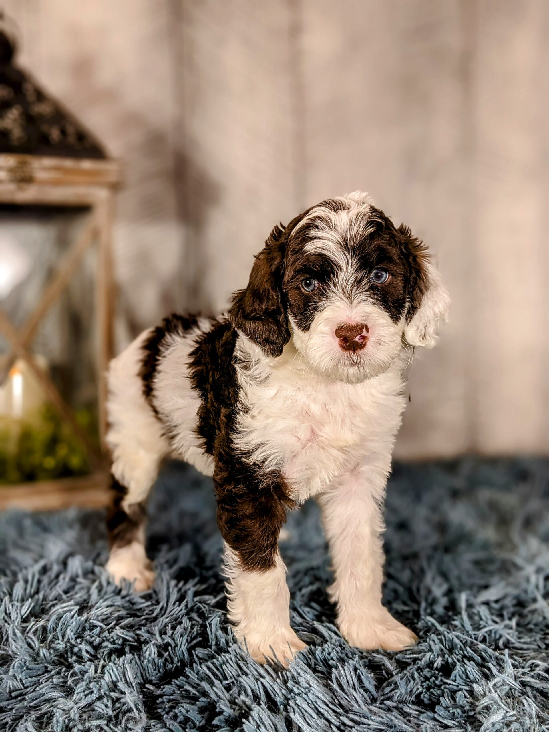 Chloe's January '26 Litter - Image 13