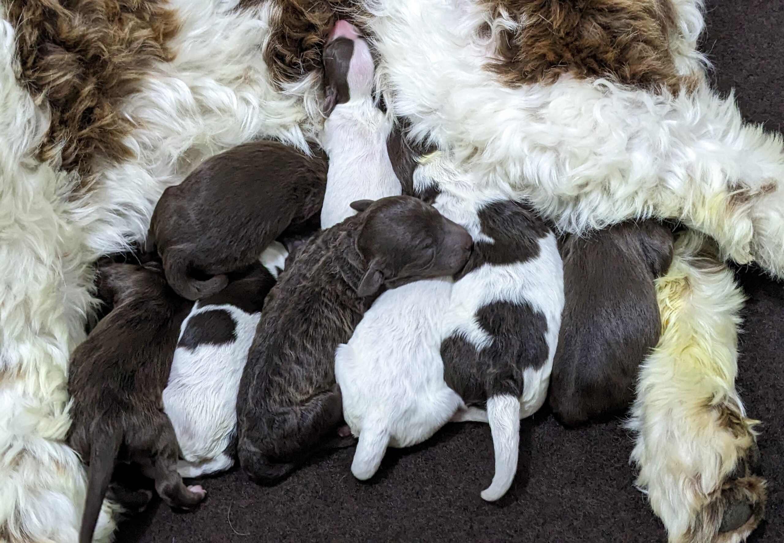 Samantha's January '26 Litter - Image 5