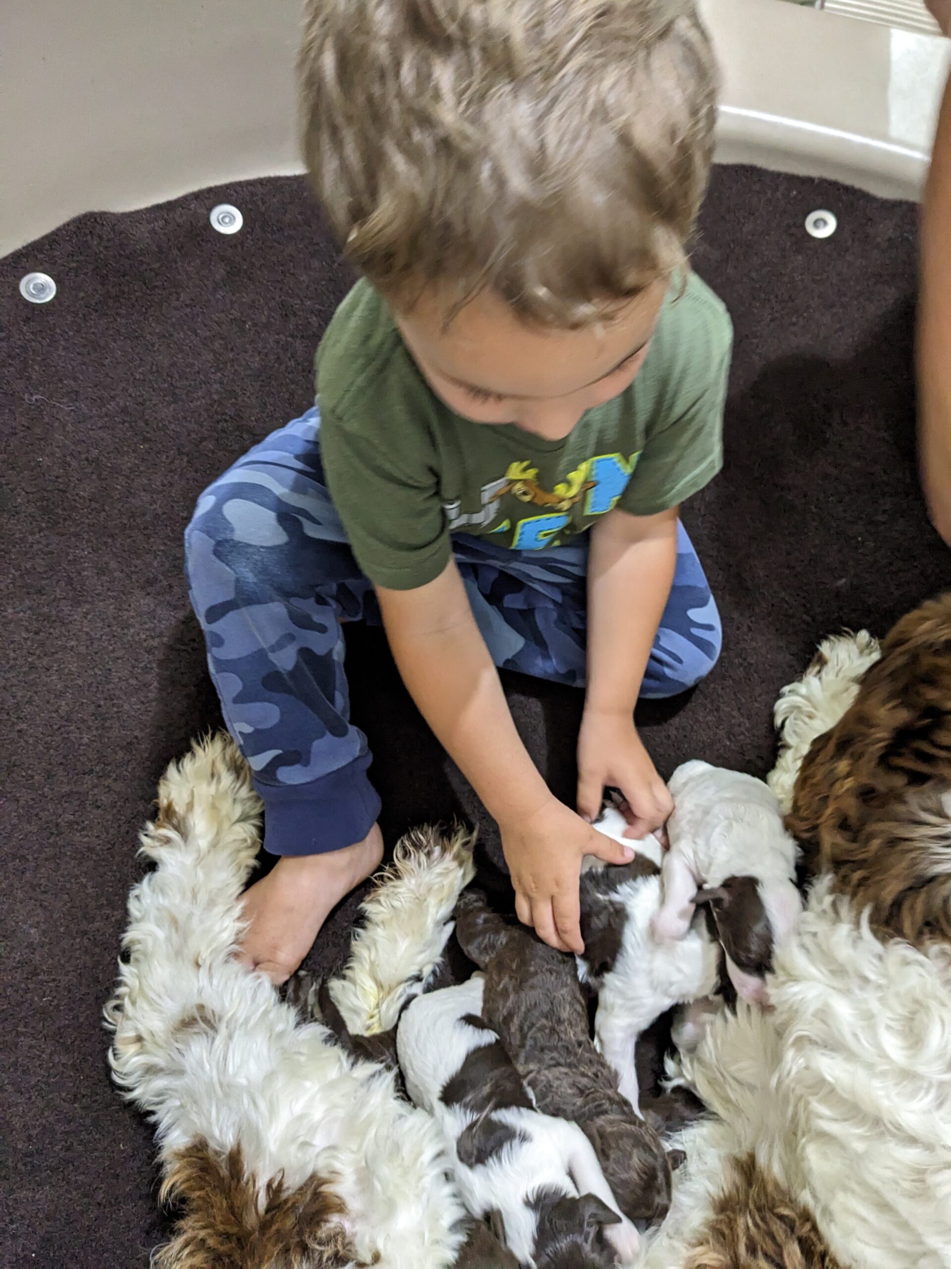 Samantha's January '26 Litter - Image 4