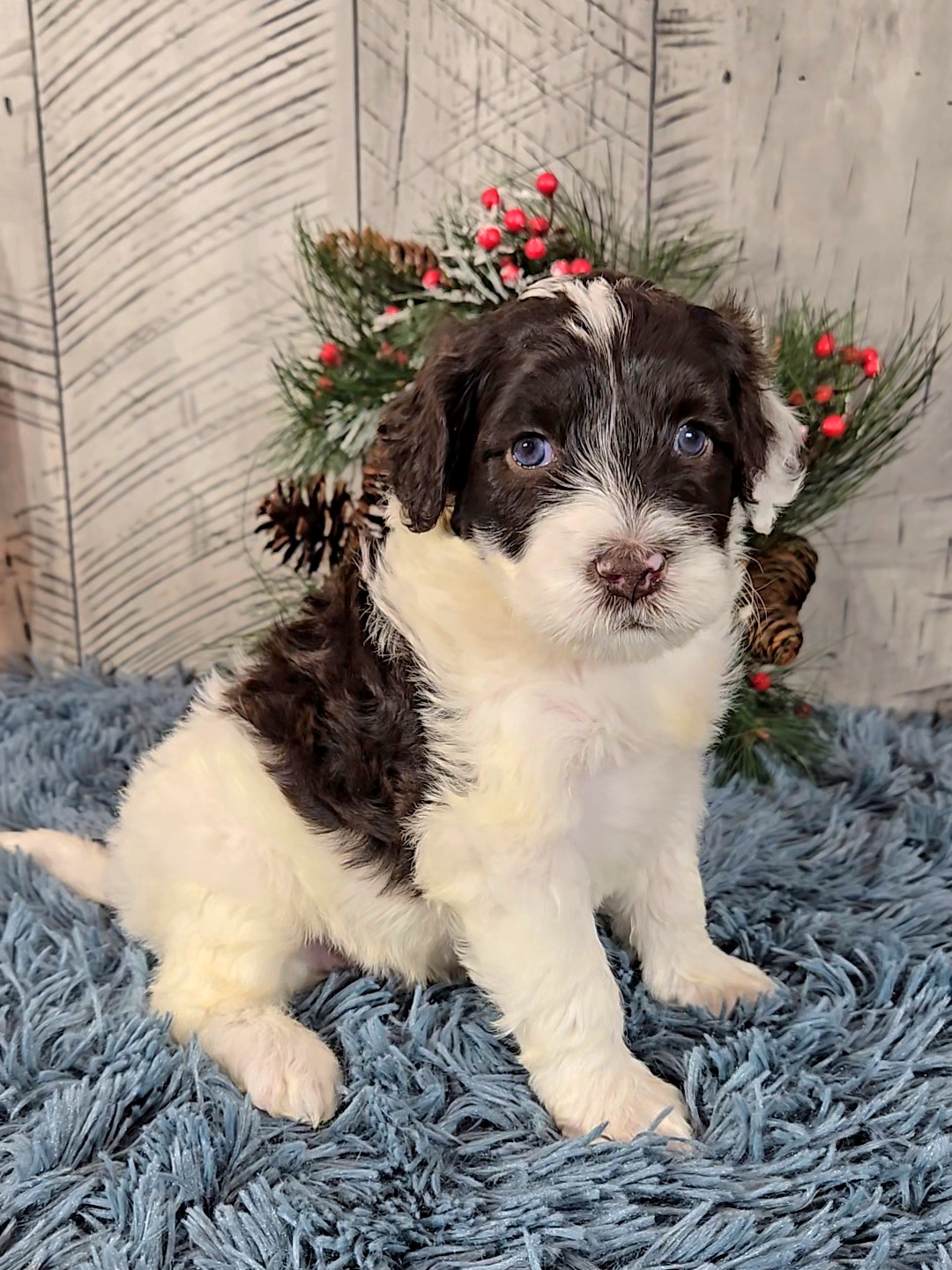 Chloe's January '26 Litter - Image 3