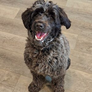 Winnie's March'26 Litter