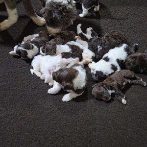 Chloe's January '26 Litter