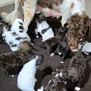 Samantha's January '26 Litter