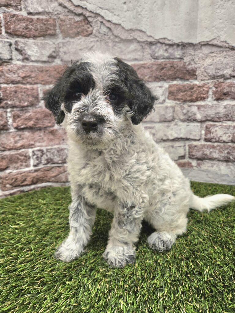 Curious puppy with black ears and gray-white curly fur sits on green artificial grass in front of a brick wall.