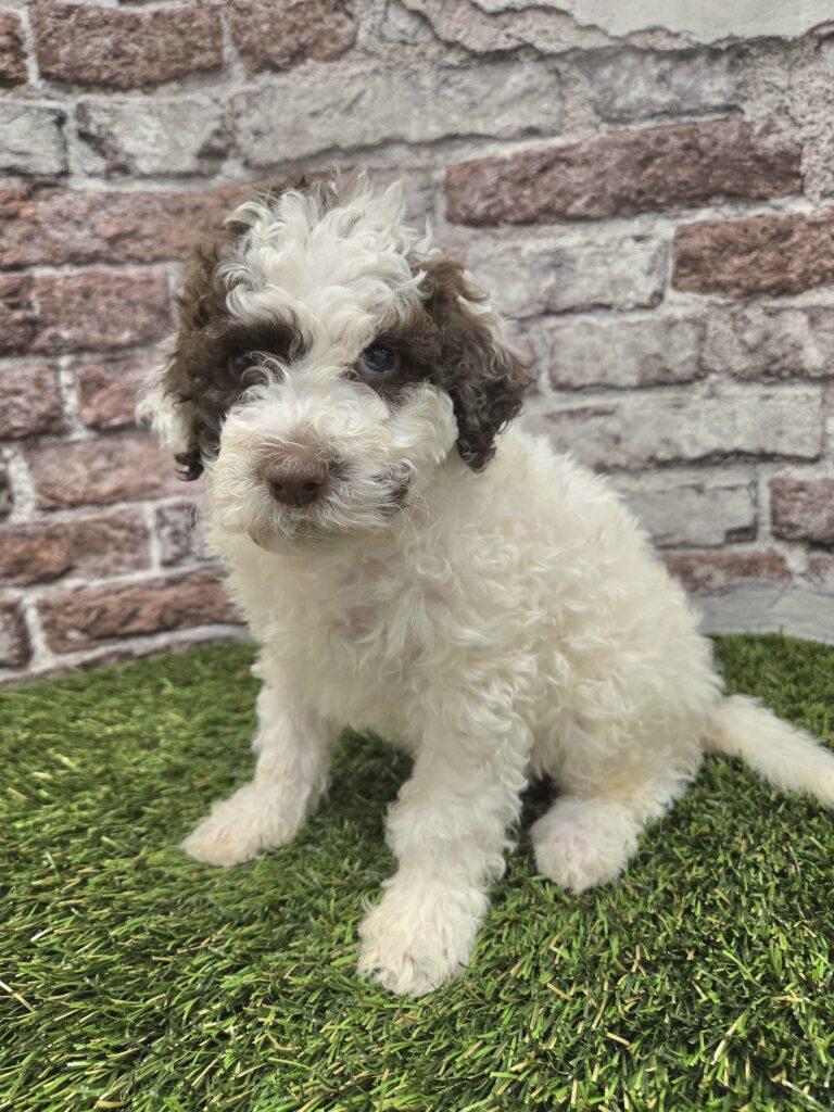 Fluffy white and brown poodle puppy sitting on green artificial grass with a brick wall behind it, looking at the camera.