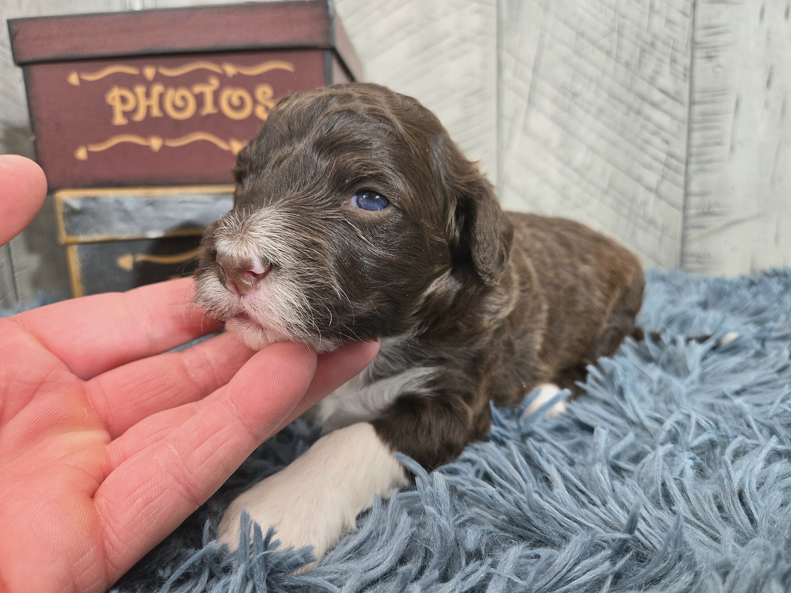 Rainie's April '26 Litter - Image 10