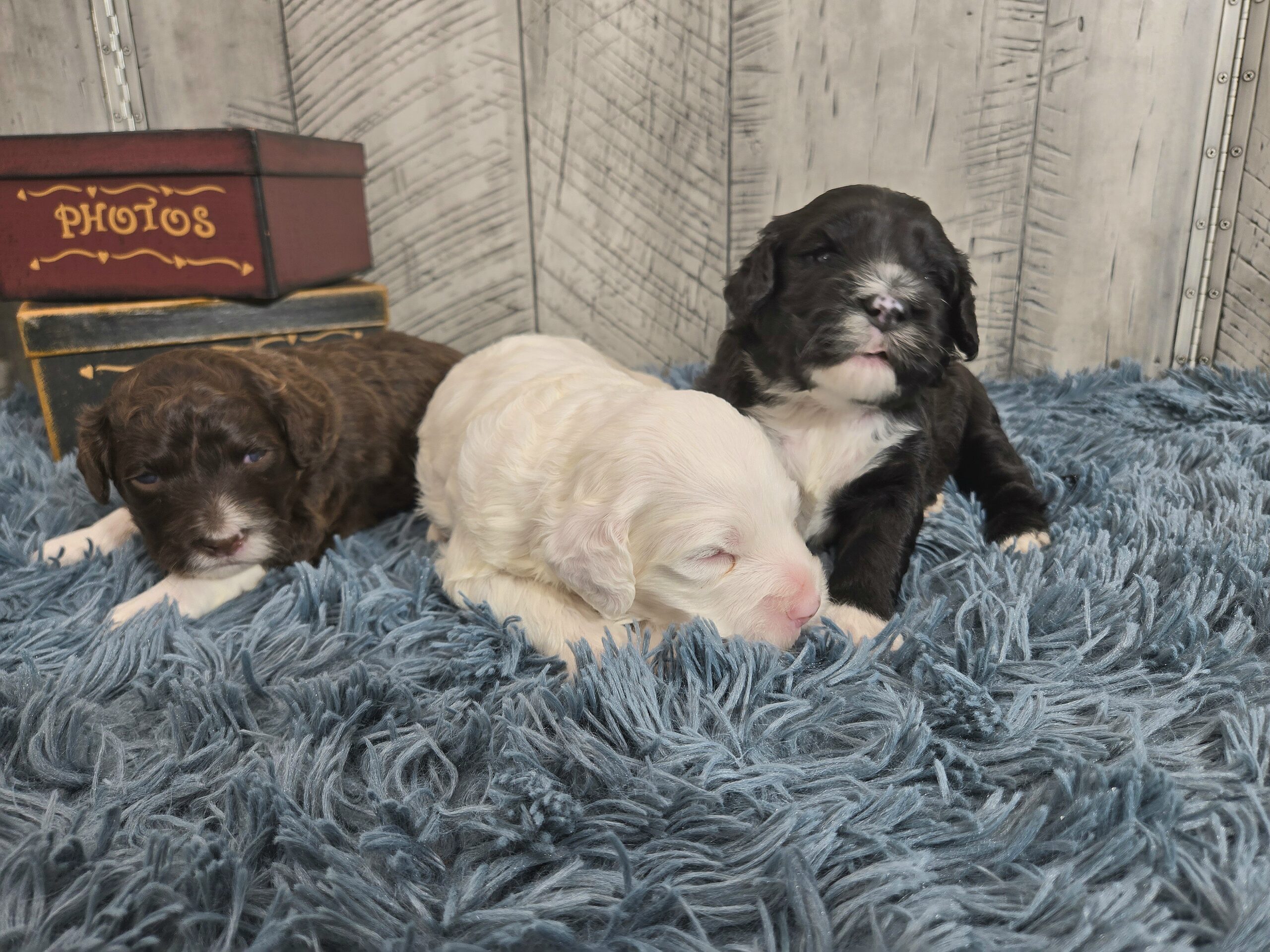 Rainie's April '26 Litter - Image 9