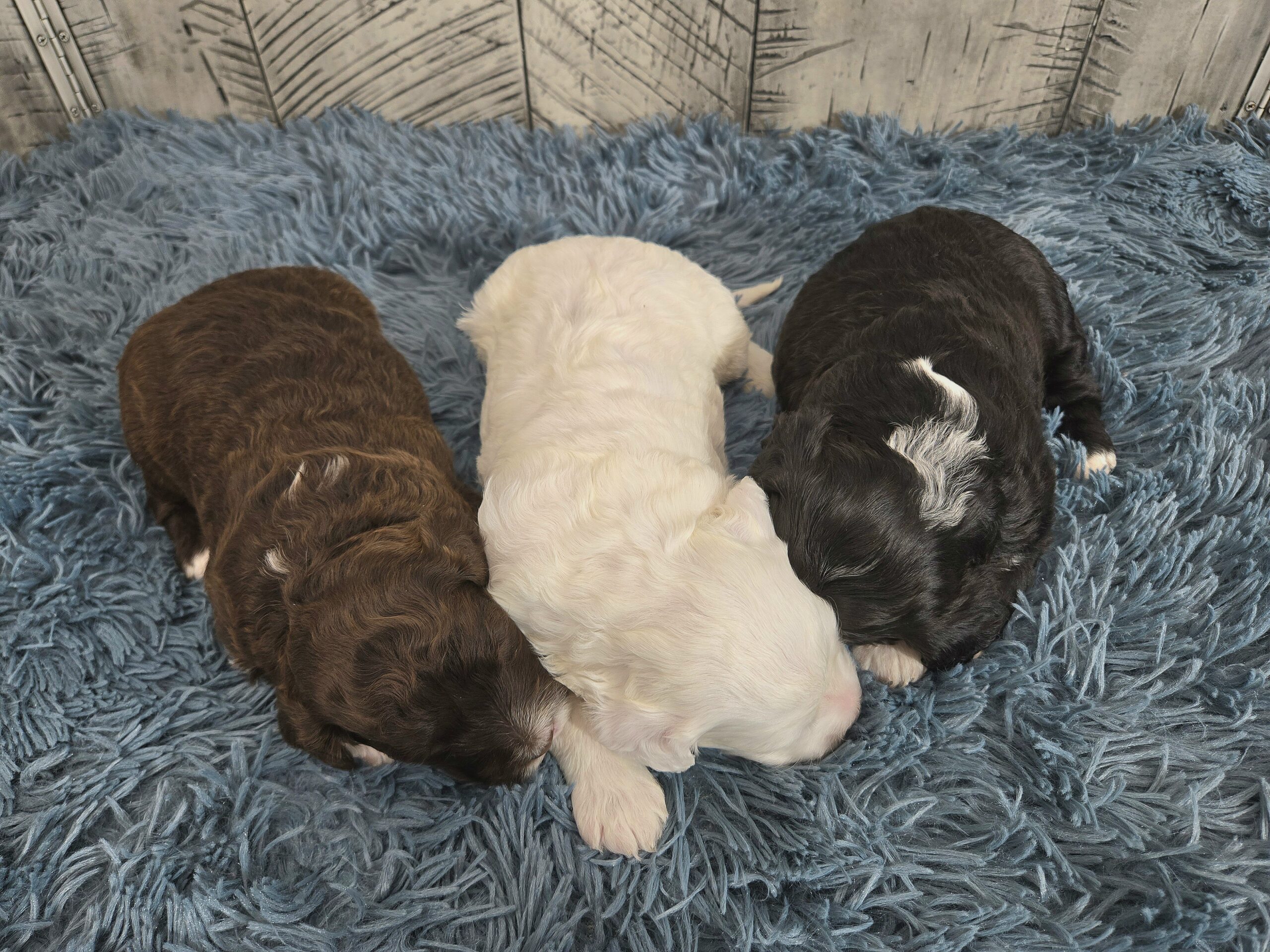 Rainie's April '26 Litter - Image 8