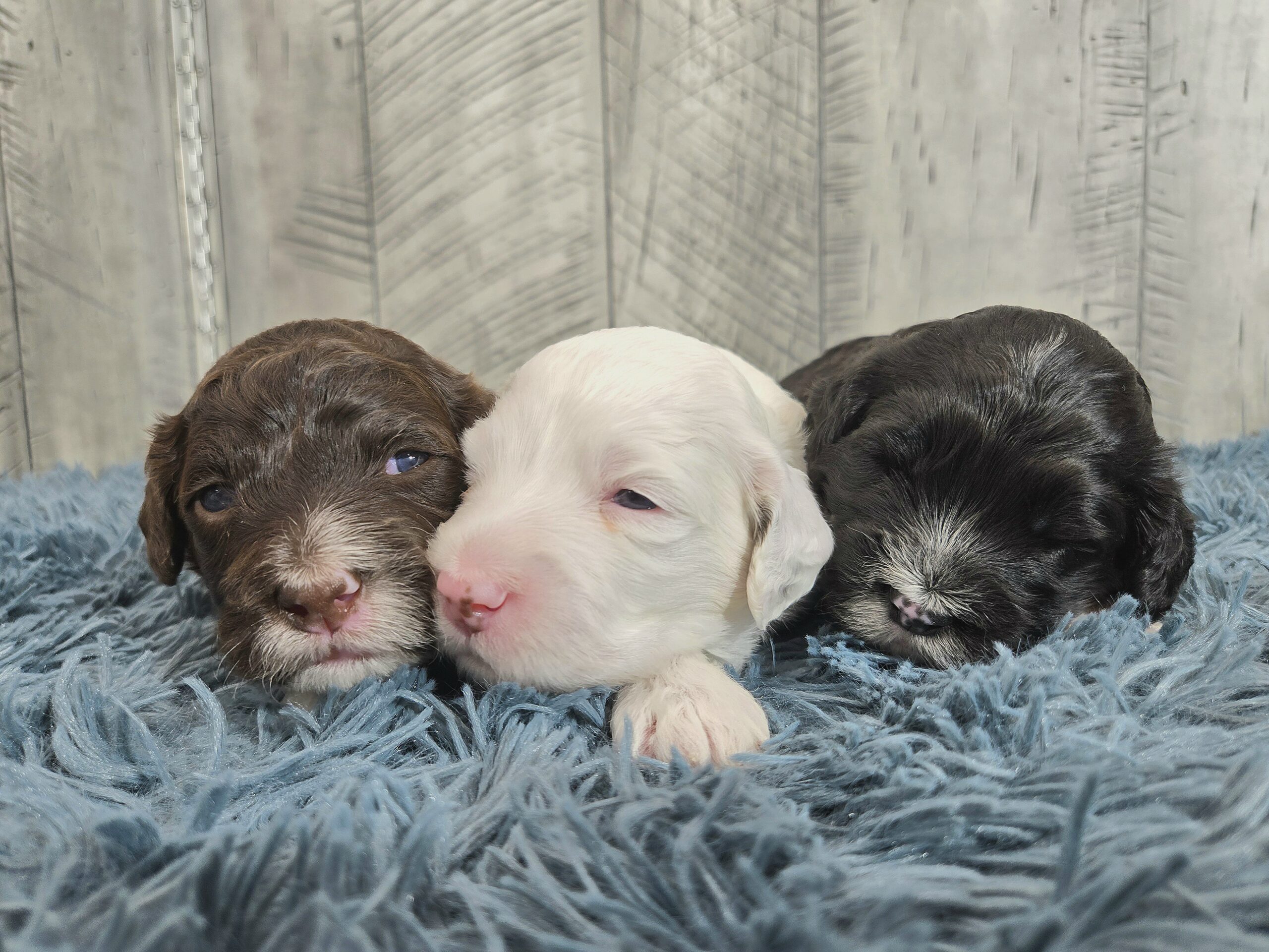 Rainie's April '26 Litter
