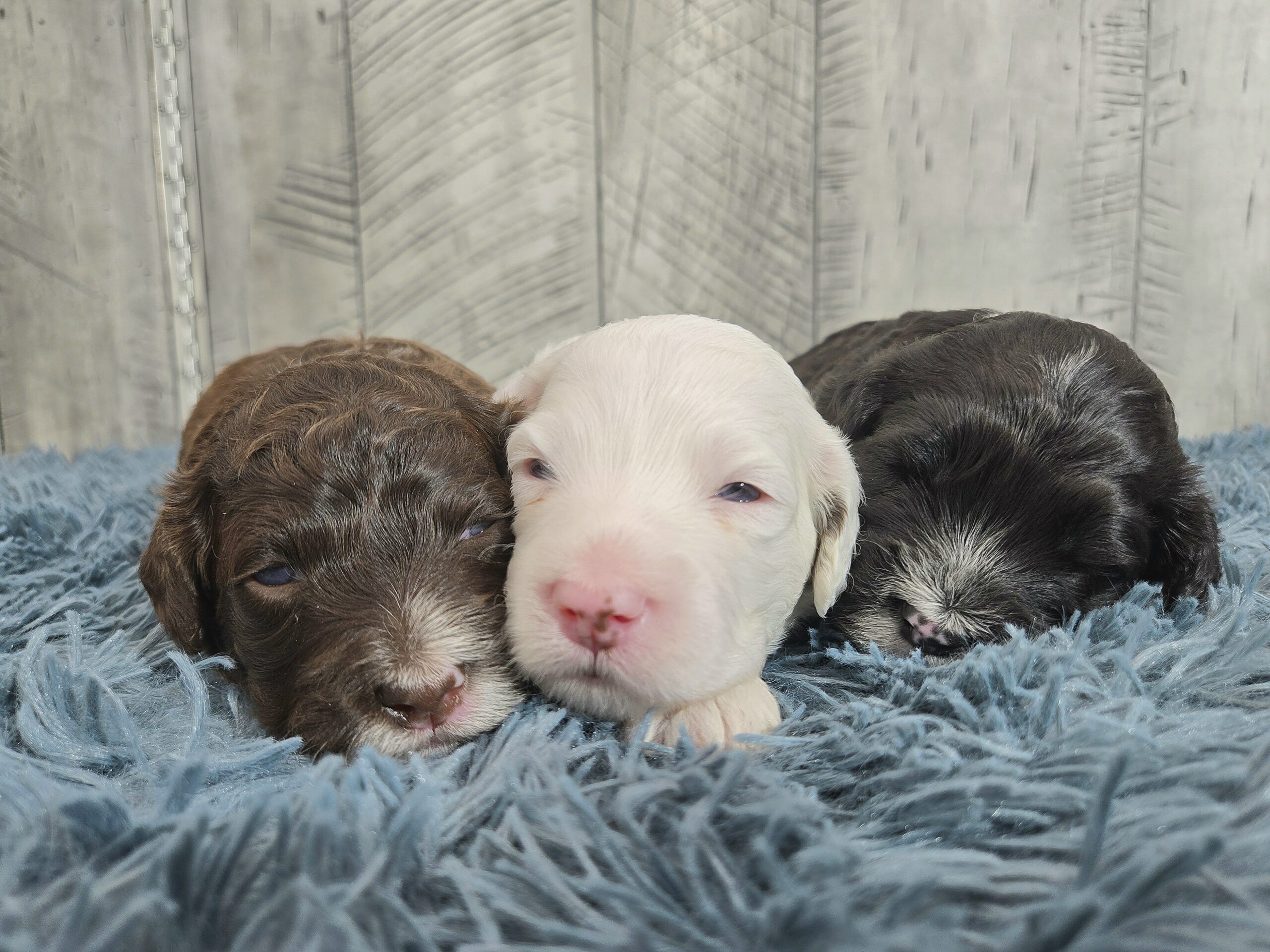 Rainie's April '26 Litter - Image 2