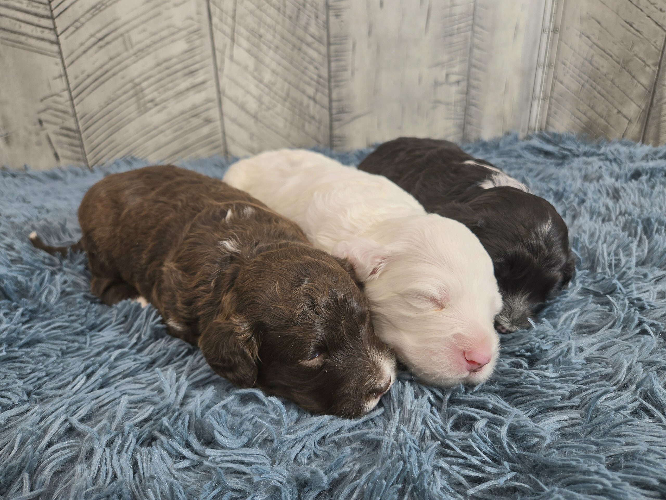 Rainie's April '26 Litter - Image 6